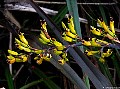 NZ flax flowers, File# 6864. Photographer: Susan